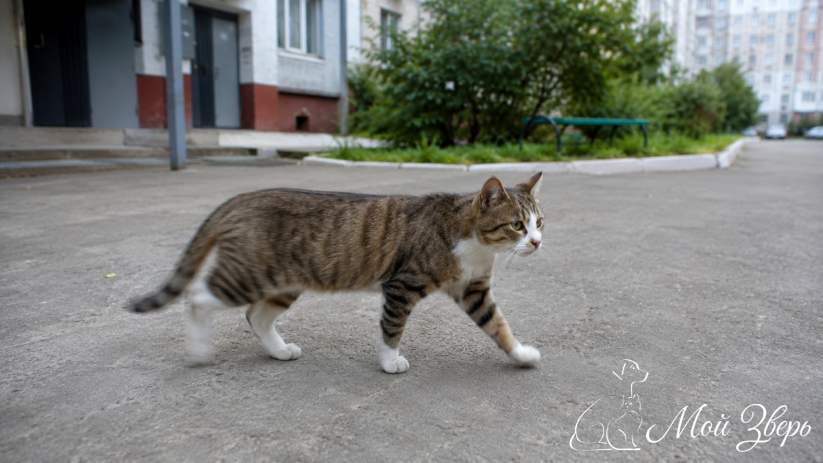Кошка по дворовой дорожке