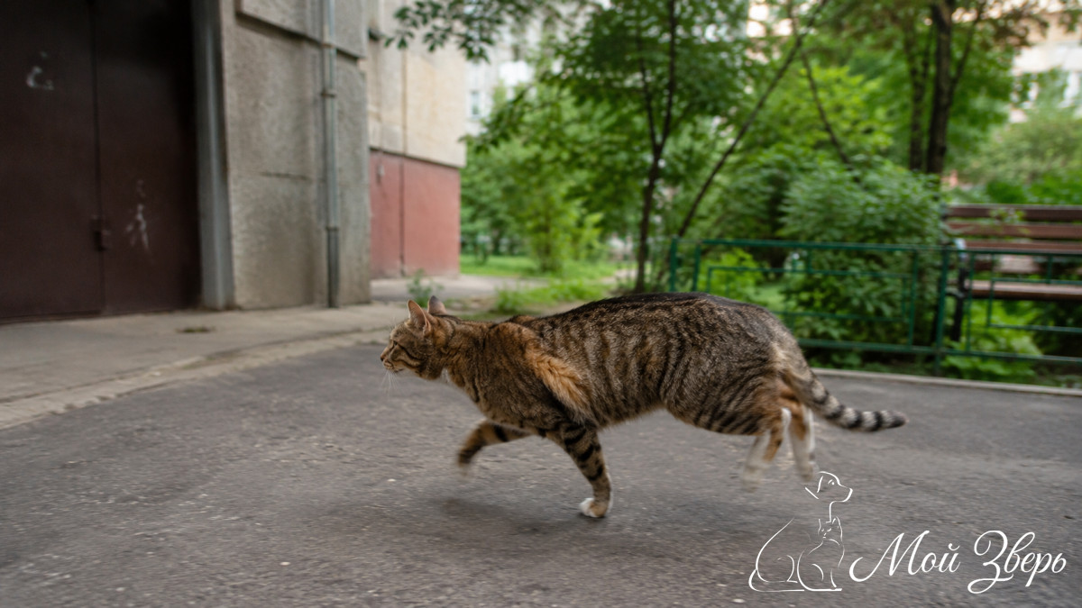 кошка бежит по дорожке