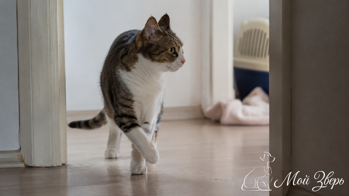 кошка осторожно идет по коридору