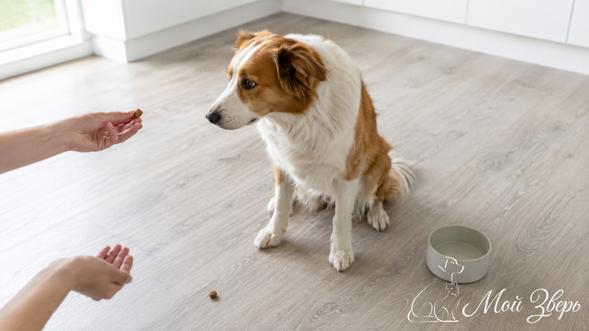 Собака учится отказываться от еды дома