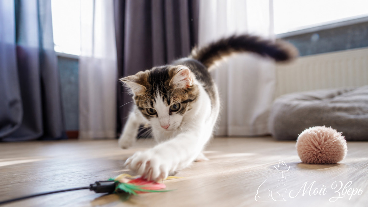 Кошка играет с игрушкой
