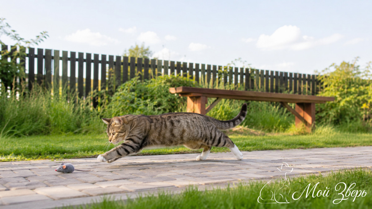 Кошка играет во дворе