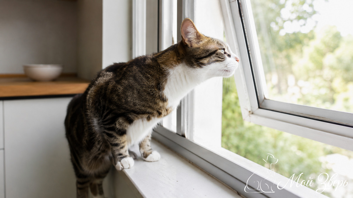 кошка на подоконнике