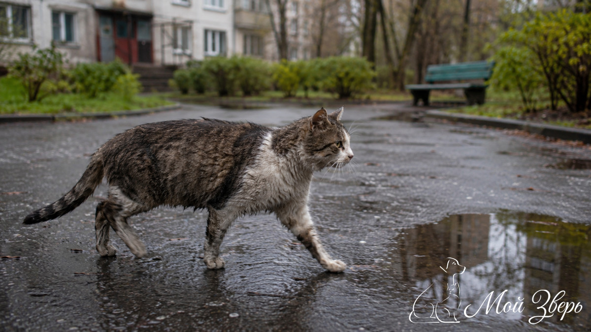 кошка идёт во дворе после дождя