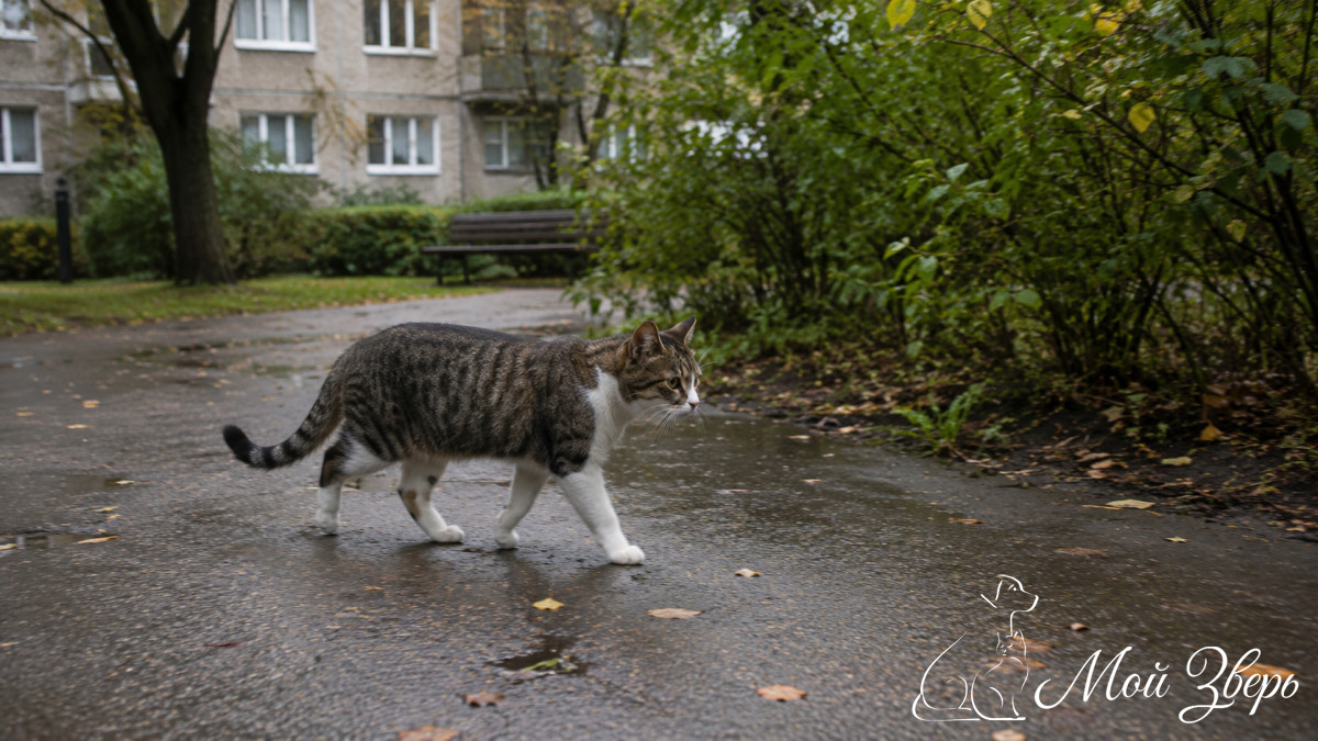 кошка идёт во дворе