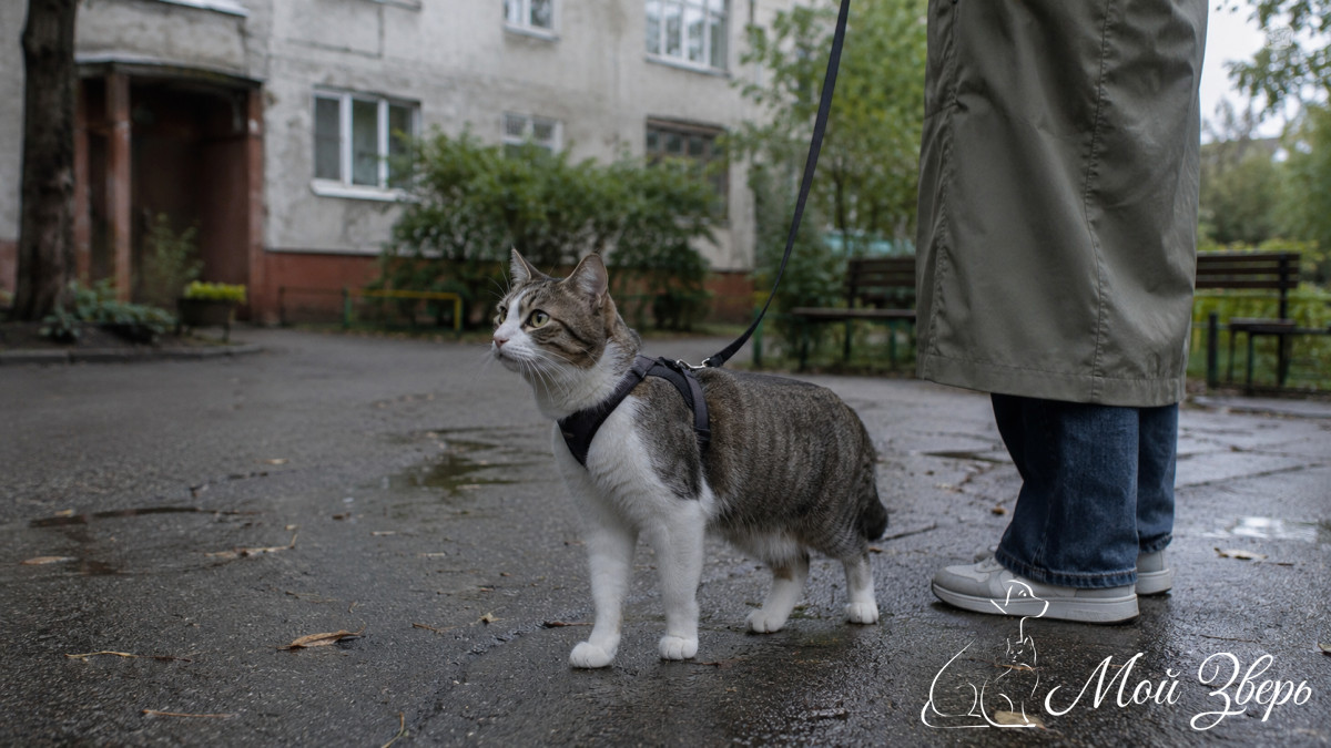 кошка настороженно замирает
