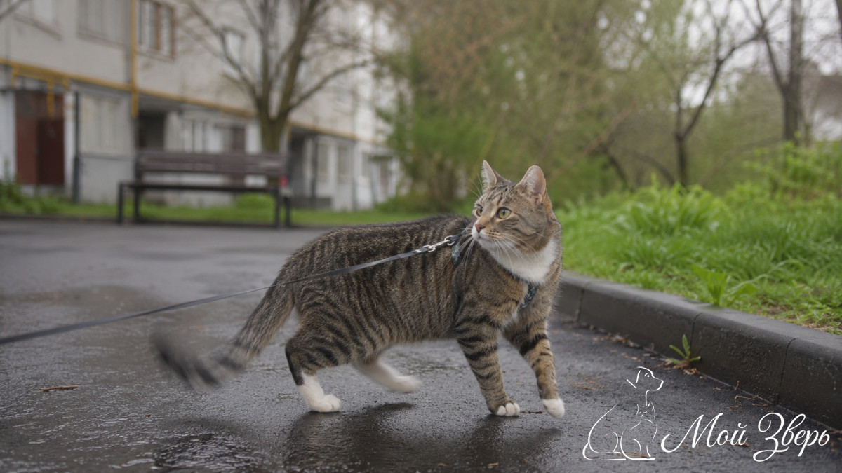 Кошка на шлейке идёт во дворе