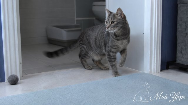 кошка выходит от лотка и оборачивается