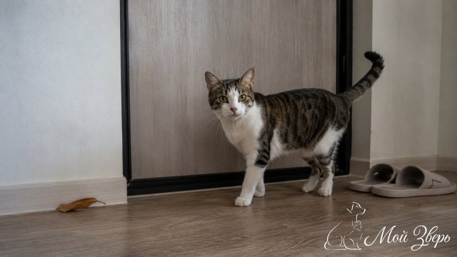 Кошка стоит у входной двери и просит открыть