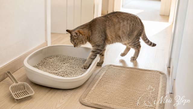 Кошка осторожно заходит в чистый лоток с наполнителем