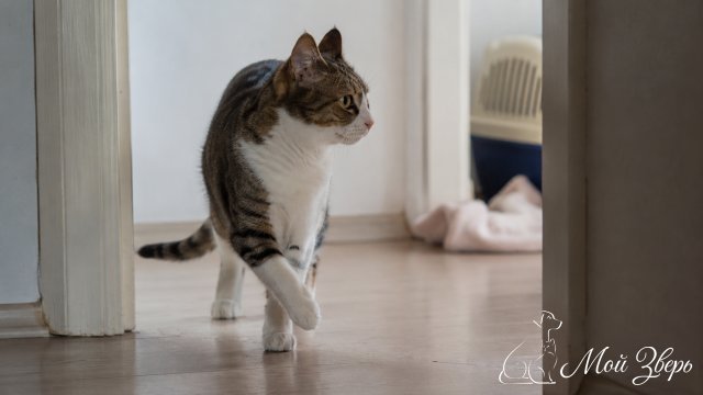 кошка осторожно идет по коридору