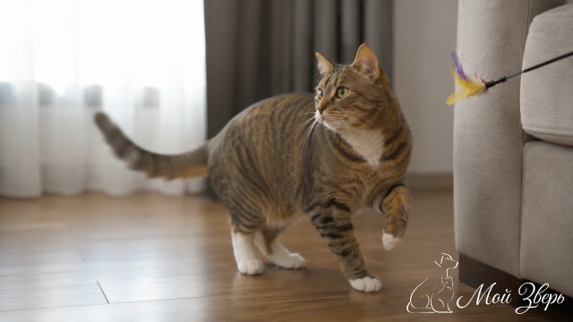 Кошка отвлекается от дивана на игрушку