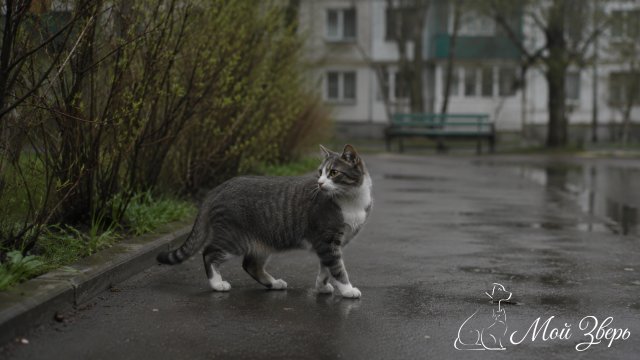 Кошка идет по дворовой дорожке