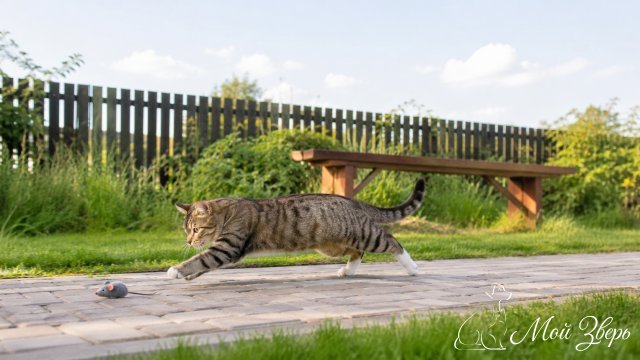 Кошка играет во дворе