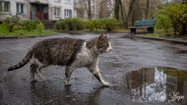 кошка идёт во дворе после дождя